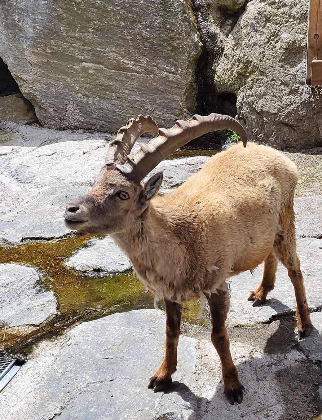Ronalds Sankt Leonhard im Pitztal
